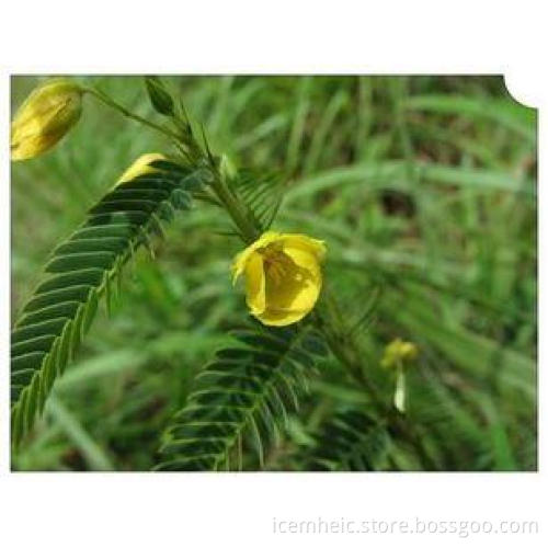 Nomame Semaherb Extract with 8%flavanols Chinese Herbal Ext
